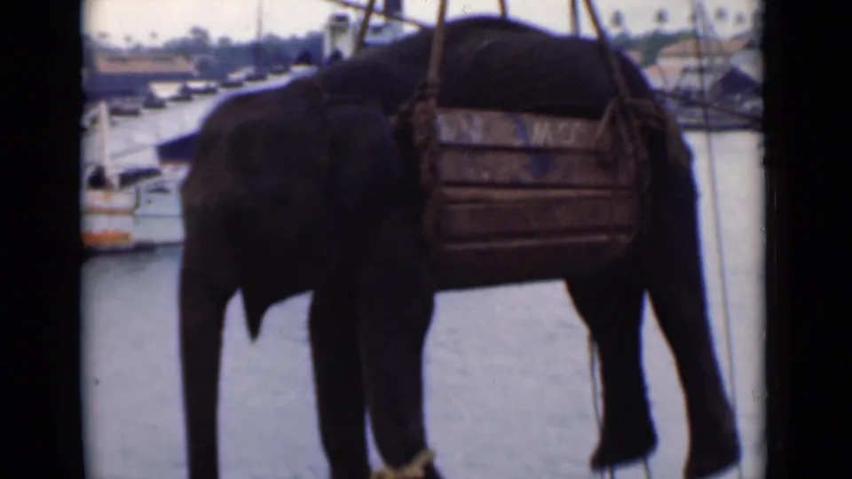 In Colombo, Ceylon, a young elephant is hoisted over harbor water in a wooden crate sling on 8mm home-movie footage.