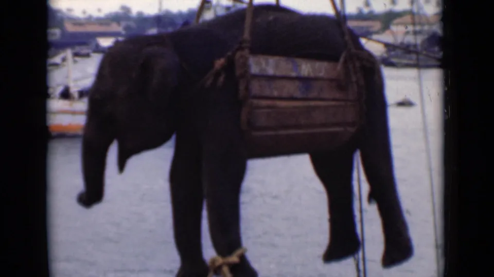 The elephant hangs calmly in its wooden sling as its trunk curls, with harbor boats and shoreline structures behind it.