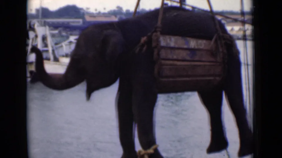 A close 8mm frame shows the crate-supported elephant with its trunk raised, suspended over a harbor with boats in the background.