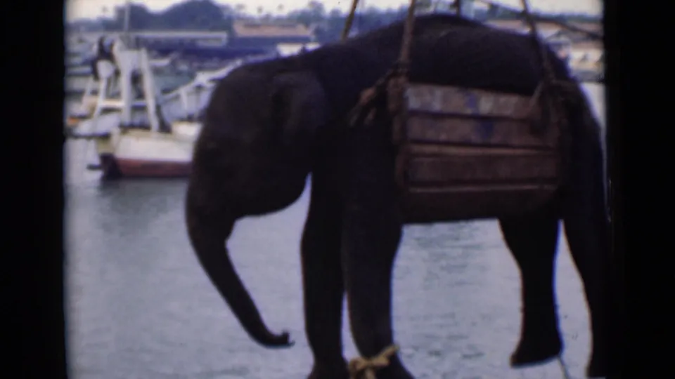 The final frame shows the elephant still held in the wooden sling over Colombo harbor water, with boats and low buildings beyond.