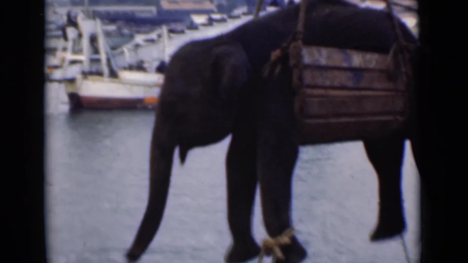 1946 Colombo home-movie frame showing an elephant near harbor boats with a wooden harness or crate positioned over its back.