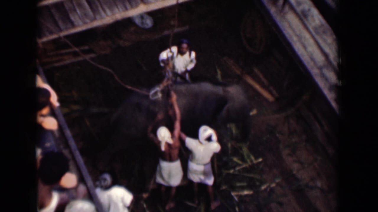 Men in white clothing work around an elephant beside dockside boards and ropes.