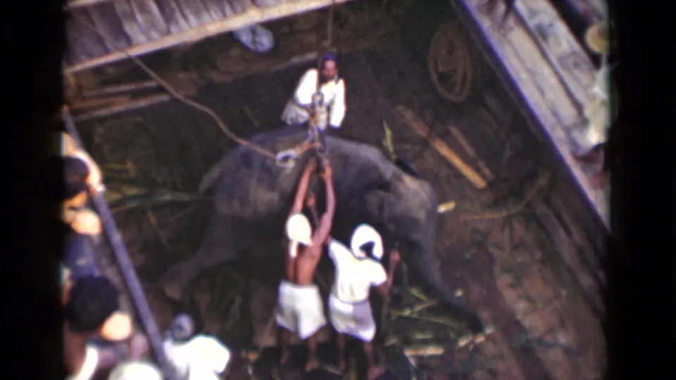 1946 Colombo frame showing several men around an elephant as a harnessing or rope arrangement is handled near dockside planks.