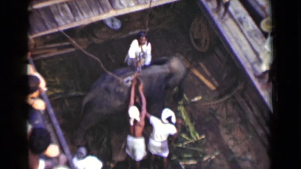 1946 Colombo home-movie frame of men in white clothing continuing to guide ropes and harness gear around an elephant at the harbor edge.