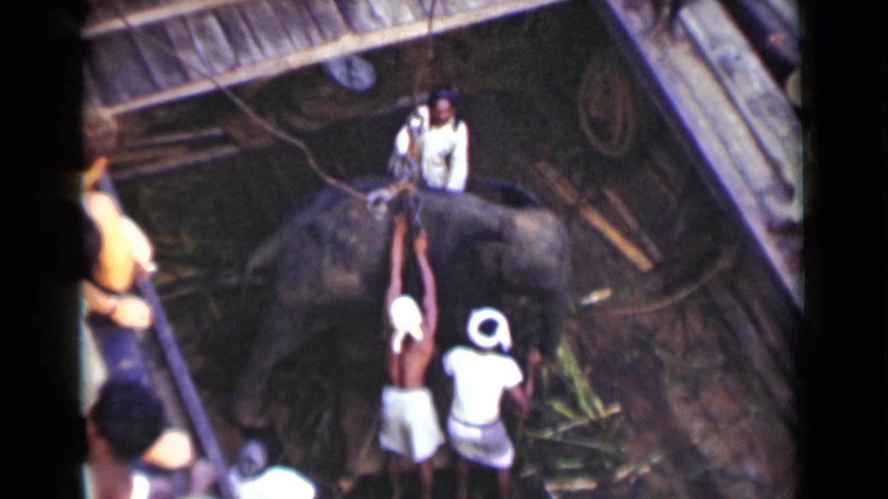 In 1946 Colombo, Ceylon, men in light clothing gather around an elephant being secured with a rope sling in a timber enclosure.