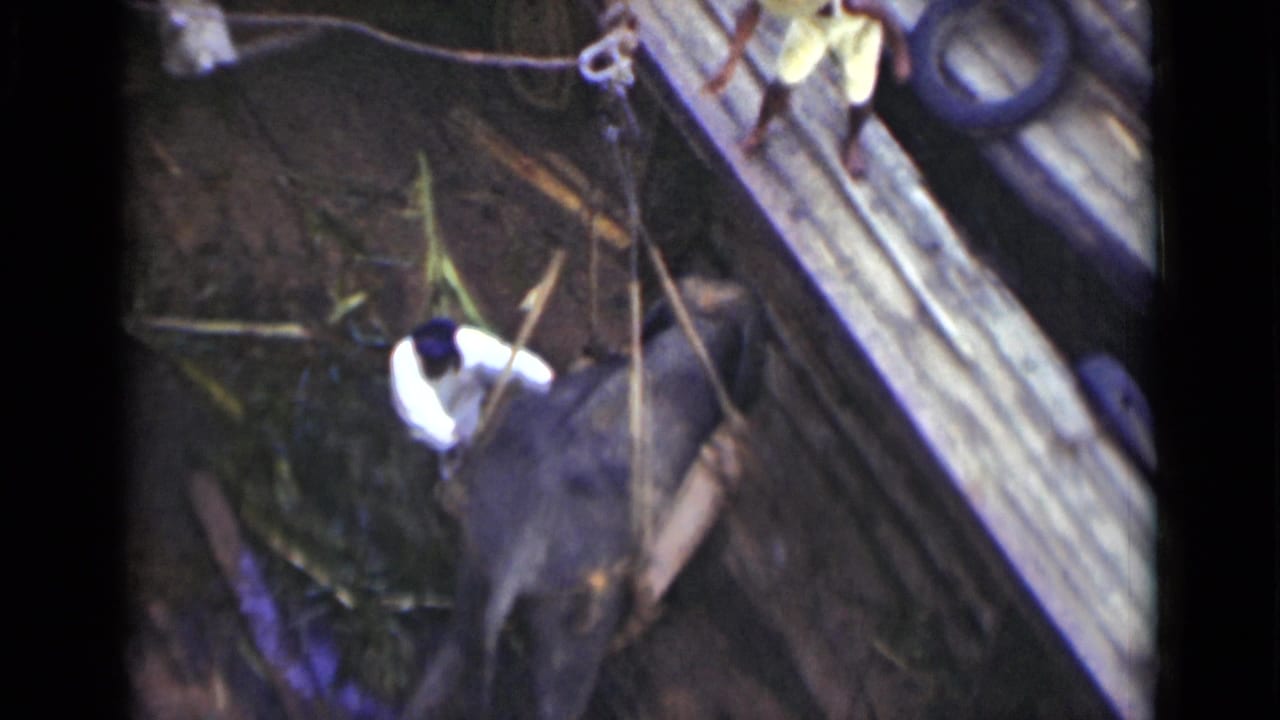 A man sits or leans on the elephant as it moves beneath wooden beams.