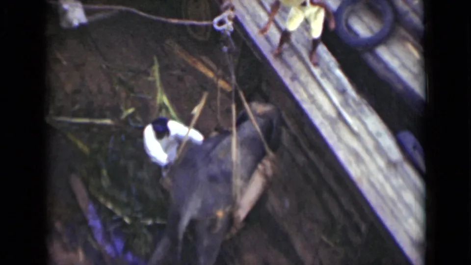 The elephant appears partly lifted or guided below timber beams while a man in white remains close to its back in Colombo footage.