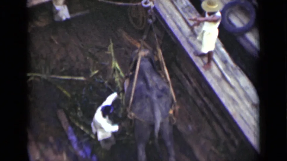 A handler works beside the elephant under the rope sling, with timber rails and scattered greenery visible in the 1946 Colombo scene.