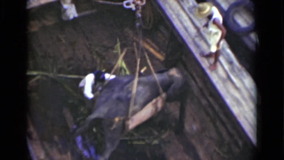 The elephant is guided near a timber wall, with handlers and observers visible around the enclosure in the Colombo home-movie footage.
