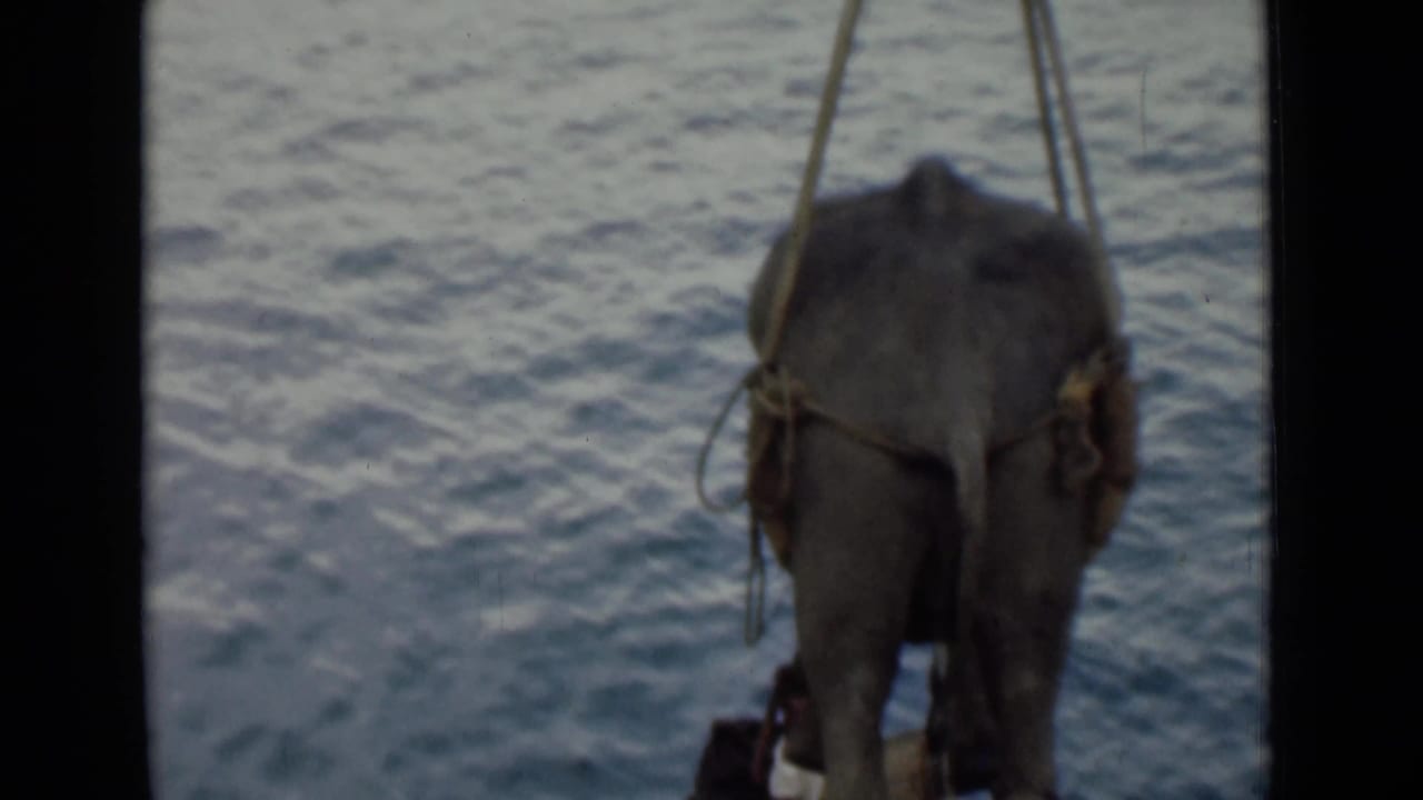 Young elephant suspended in a rope sling above water.