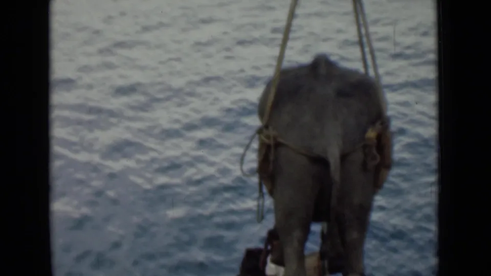 Young elephant in Colombo, Ceylon footage appears suspended by a rope sling over open water in a 1940s 8mm frame.