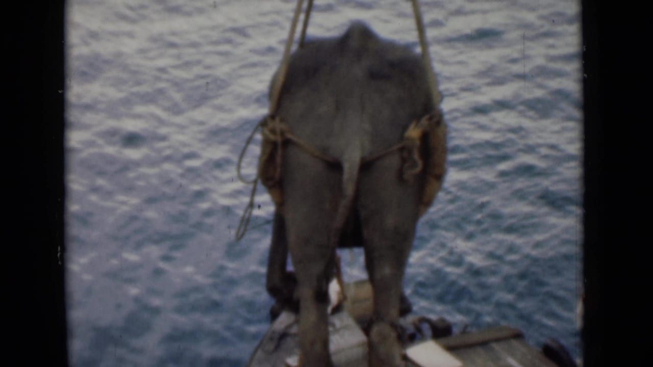 Elephant in sling positioned above a small boat and water.