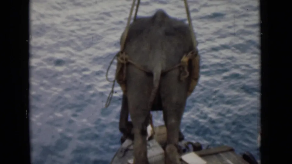 The suspended elephant is seen from behind above rippled water, with part of a small boat visible below.