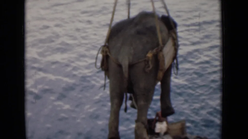 A rear view shows the young elephant held by ropes over the water, with a person or boat detail partly visible below.