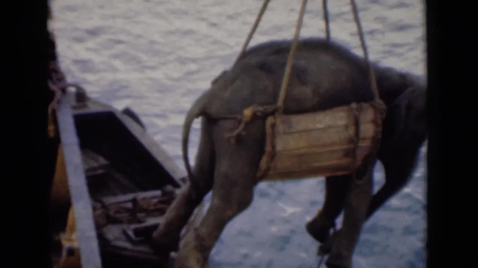 The elephant appears in side view in a wooden and rope sling, with water and a small boat section nearby.