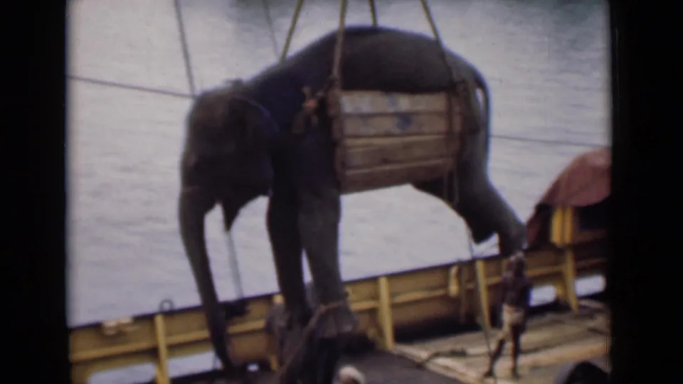 In 1946 Colombo, an elephant hangs in a wooden sling from crane cables above a ship deck while a person stands below.