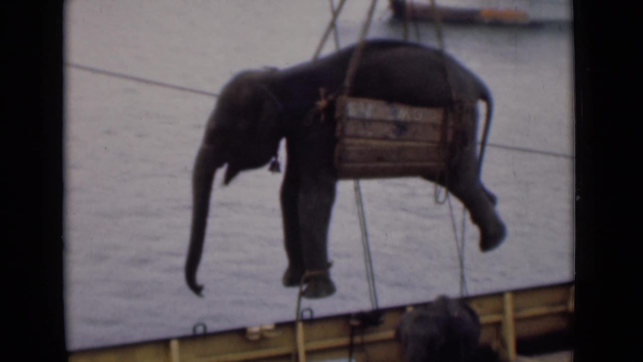 Elephant suspended in a sling over a ship deck with cables extending upward.