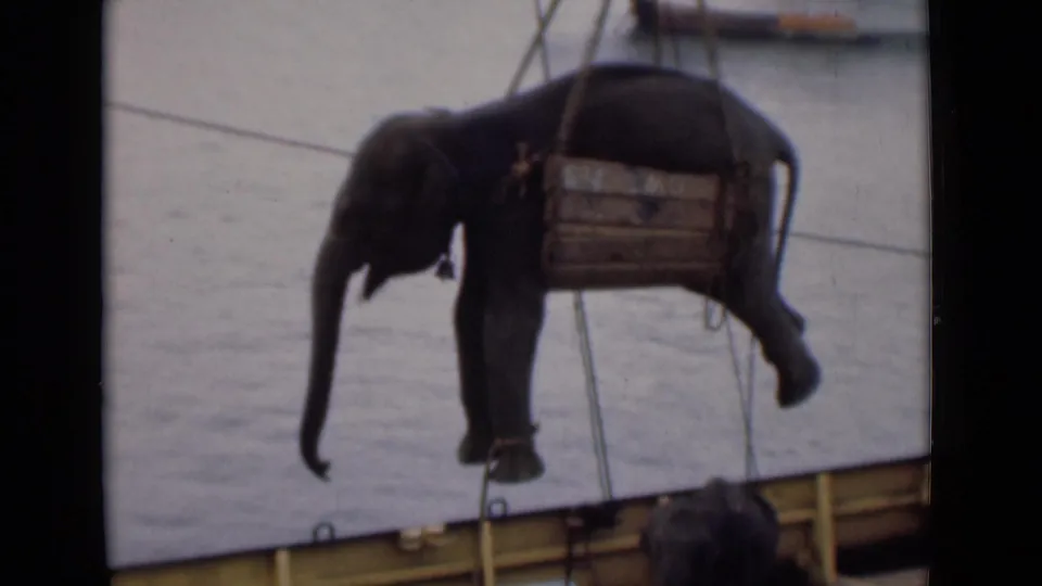 The elephant is hoisted clear of the deck in a wooden sling, with open water and the ship rail visible behind it.