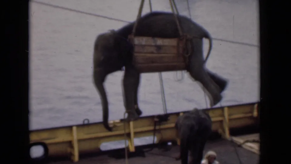 The elephant remains suspended from crane cables over the ship deck, with a person and another elephant-like form partly visible below.