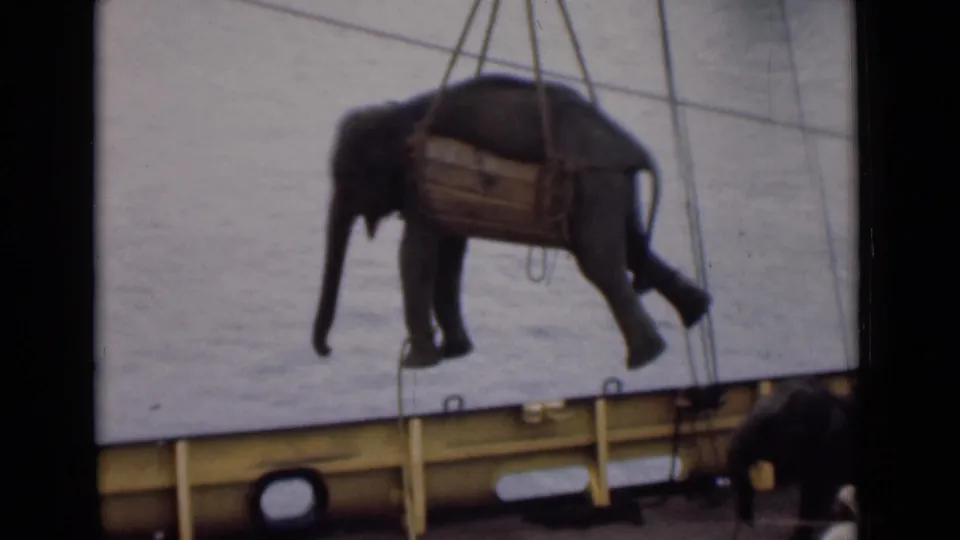 The elephant is still airborne in the sling near the ship rail, with open water behind and a partial figure or animal at the lower edge.
