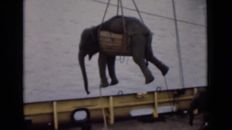 In Colombo, Ceylon, 1946, a young elephant hangs in a wooden sling from crane lines over water near a ship rail.