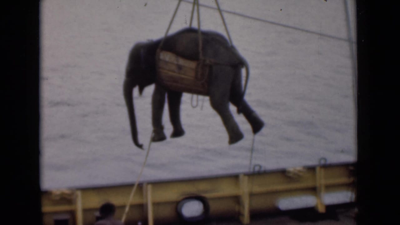 Young elephant hanging from crane cables above water, with ship structure below.