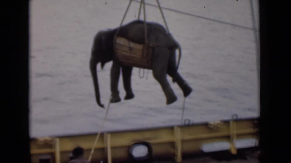 The 1946 Colombo footage shows the young elephant suspended in its wooden harness as crane cables hold it above the ship edge.