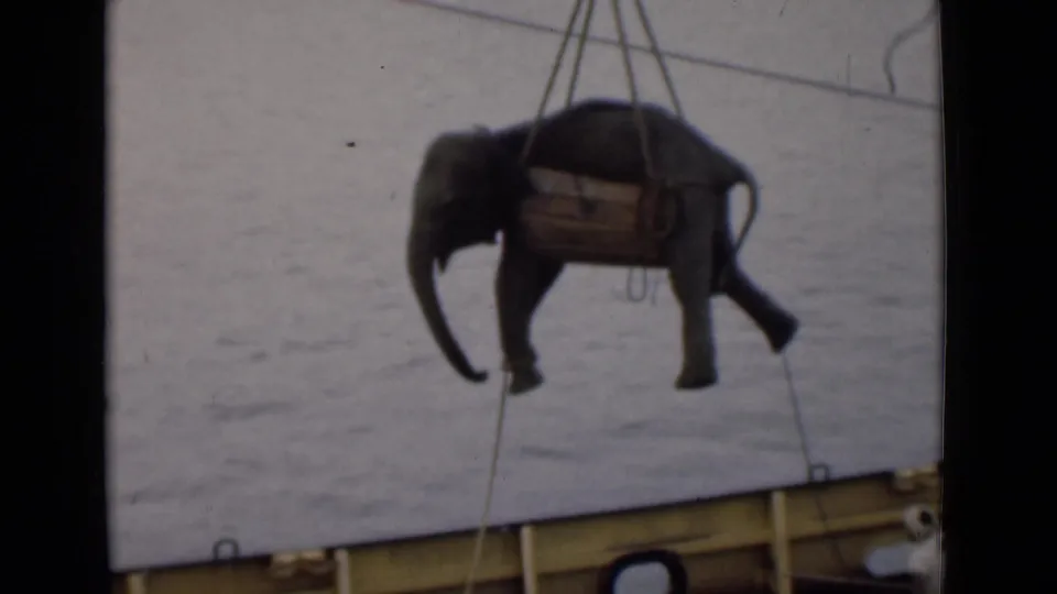 A young elephant in a wooden sling is lowered or moved near the ship rail in 1946 Colombo, with water filling the background.