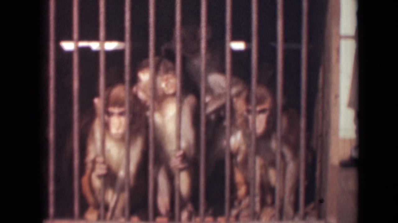 Several monkeys appear inside a barred cage in 1946 India home-movie footage, looking toward the camera.