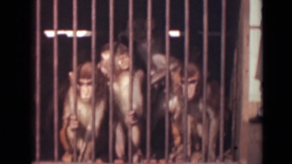 Several monkeys appear inside a barred cage in 1946 India home-movie footage, looking toward the camera.
