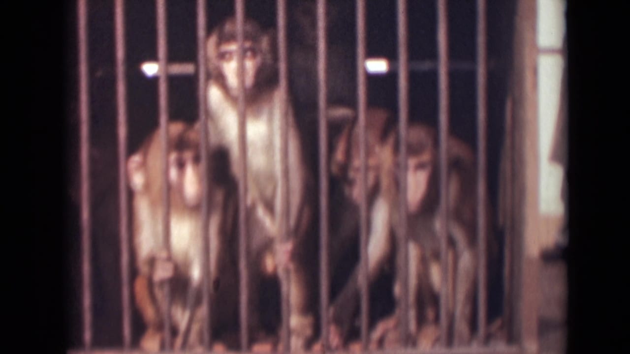 A group of monkeys behind metal bars looks outward in a brief 1946 India 8mm travel or outing scene.