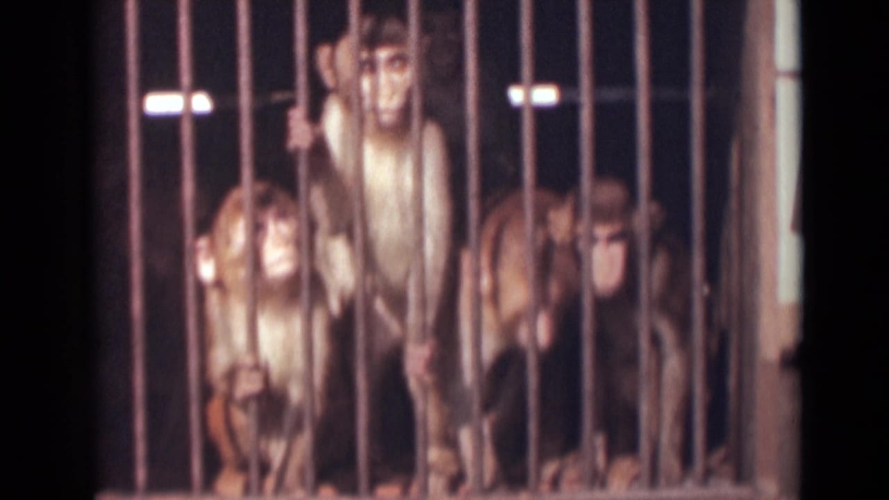 Monkeys sit and stand behind vertical metal bars in a dim enclosure.