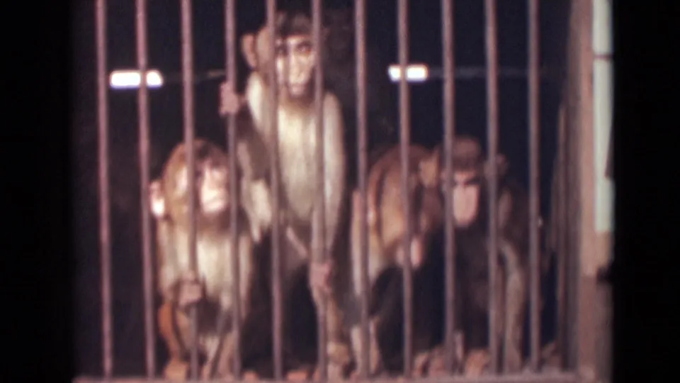 1946 India 8mm frame showing several monkeys behind vertical metal bars in a dimly lit enclosure.