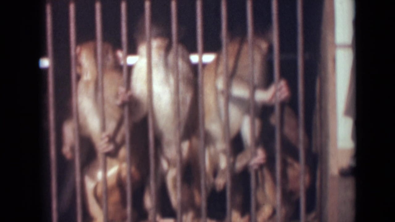 Monkeys appear crowded behind bars in a dim 1946 India home-movie frame.