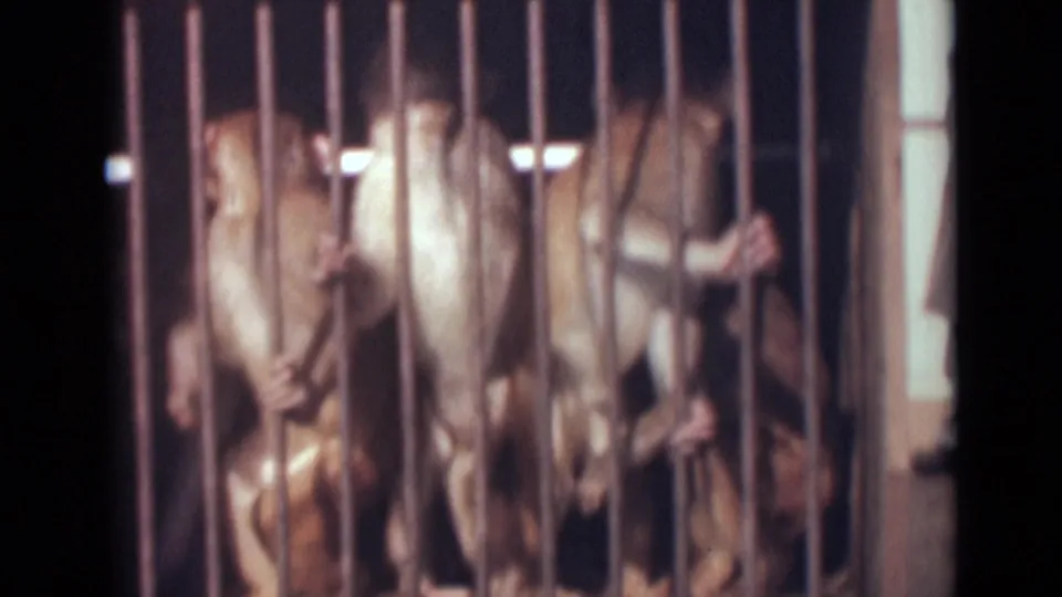 Monkeys appear crowded behind bars in a dim 1946 India home-movie frame.