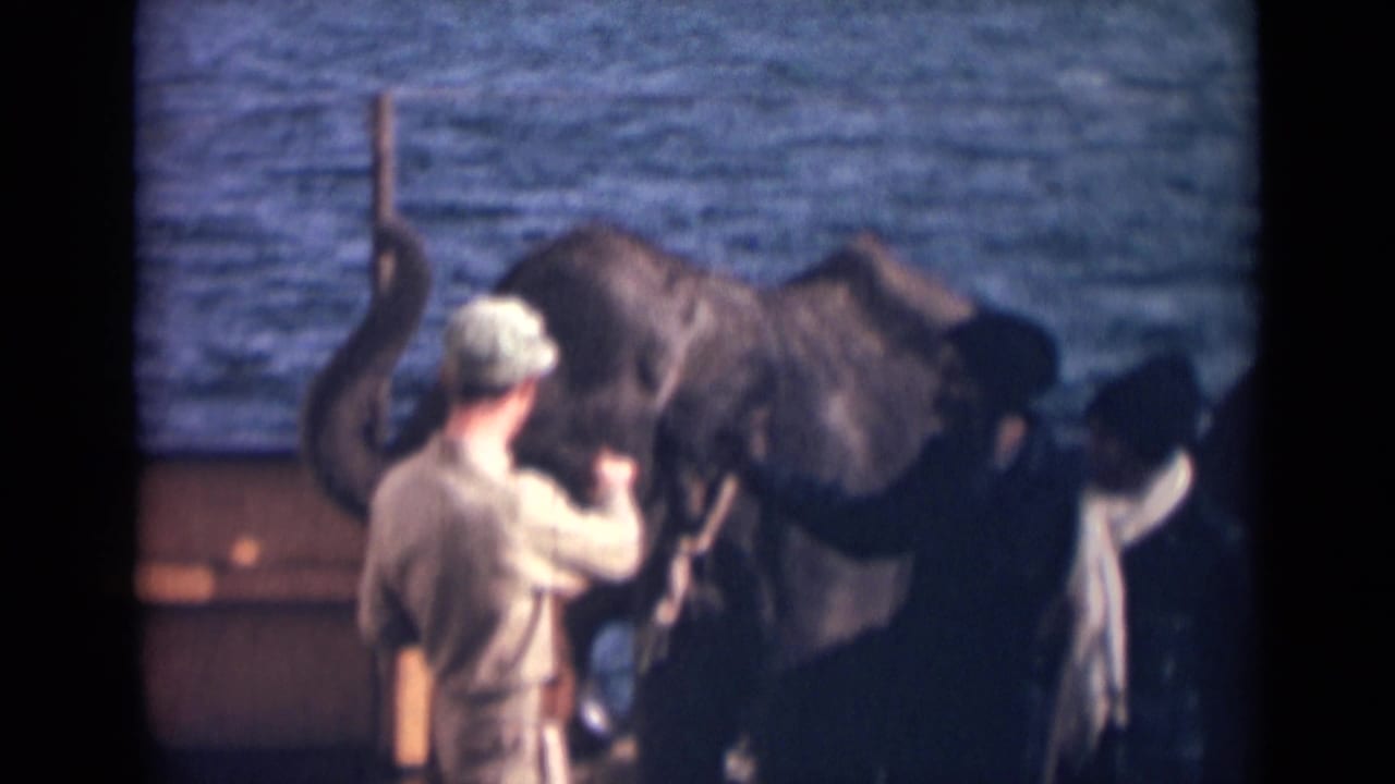 Small elephant and handler near the water in a 1946 India 8mm home-movie frame.