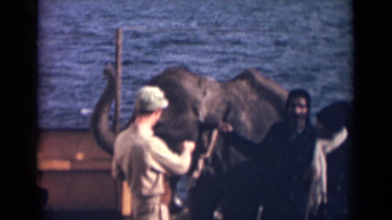 Men stand with elephants beside blue water, one elephant lifting its trunk.