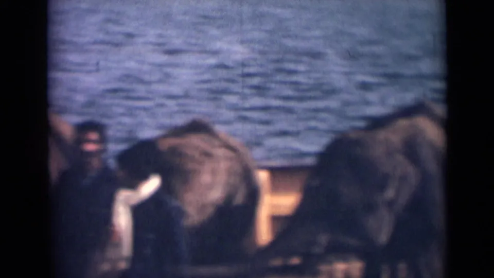 Soft 8mm frame from India showing elephants beside water with adults standing partly obscured near their heads.