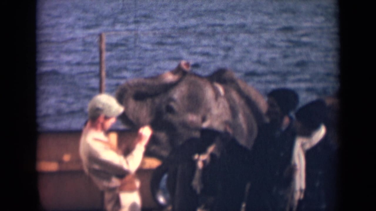 1946 India 8mm frame showing a cap-wearing adult close to an elephant's head, with water and other figures behind.