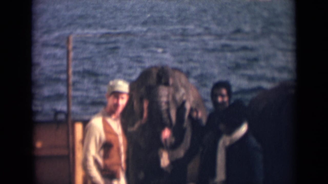 In 1946 India 8mm footage, men gather close to a young elephant on a boat or dock with water behind them.