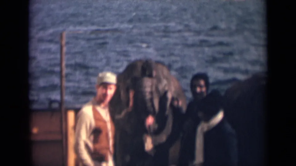 In 1946 India 8mm footage, men gather close to a young elephant on a boat or dock with water behind them.