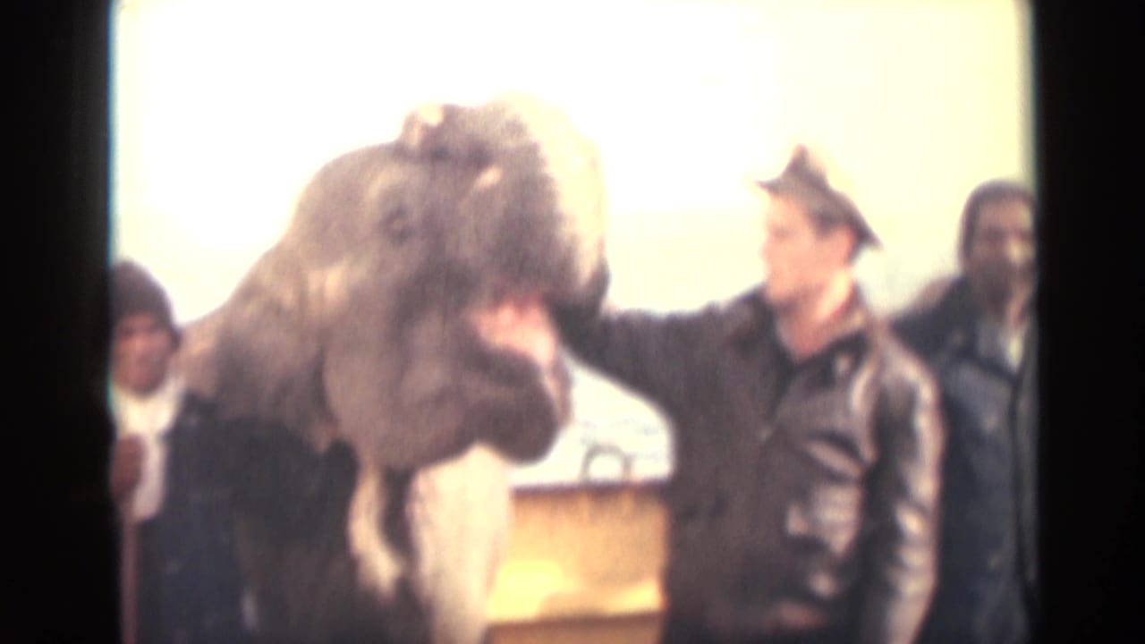 The young elephant raises its trunk near a man in a leather jacket, with other men partly visible in the soft 8mm frame.