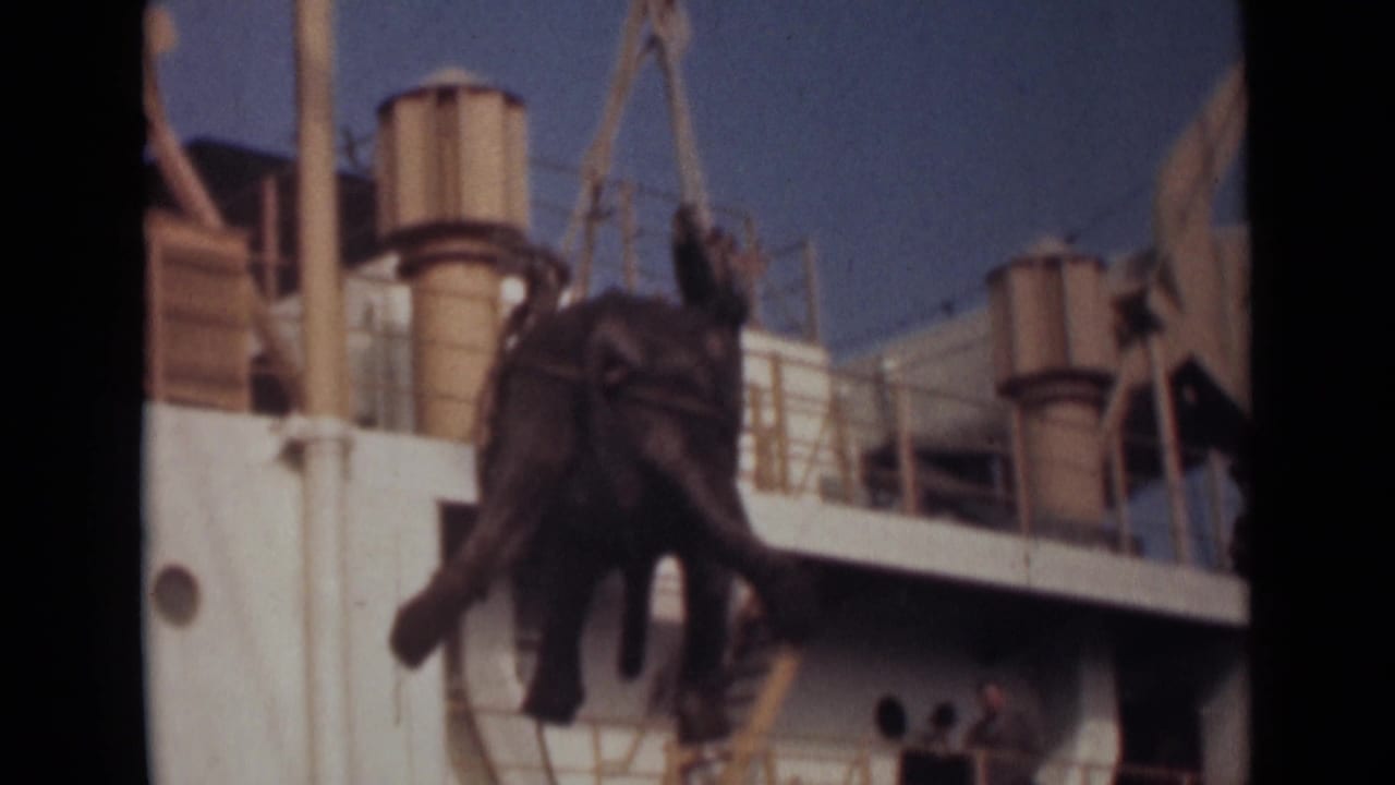 1946 India home-movie frame showing an elephant being hoisted by crane lines near the side of a ship.