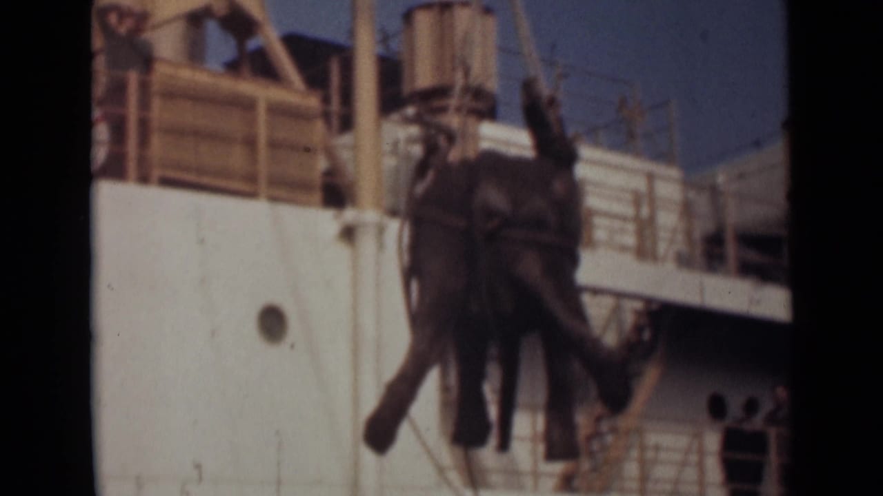 1946 India frame showing an elephant suspended beside a ship in hoisting gear as people watch from nearby deck areas.