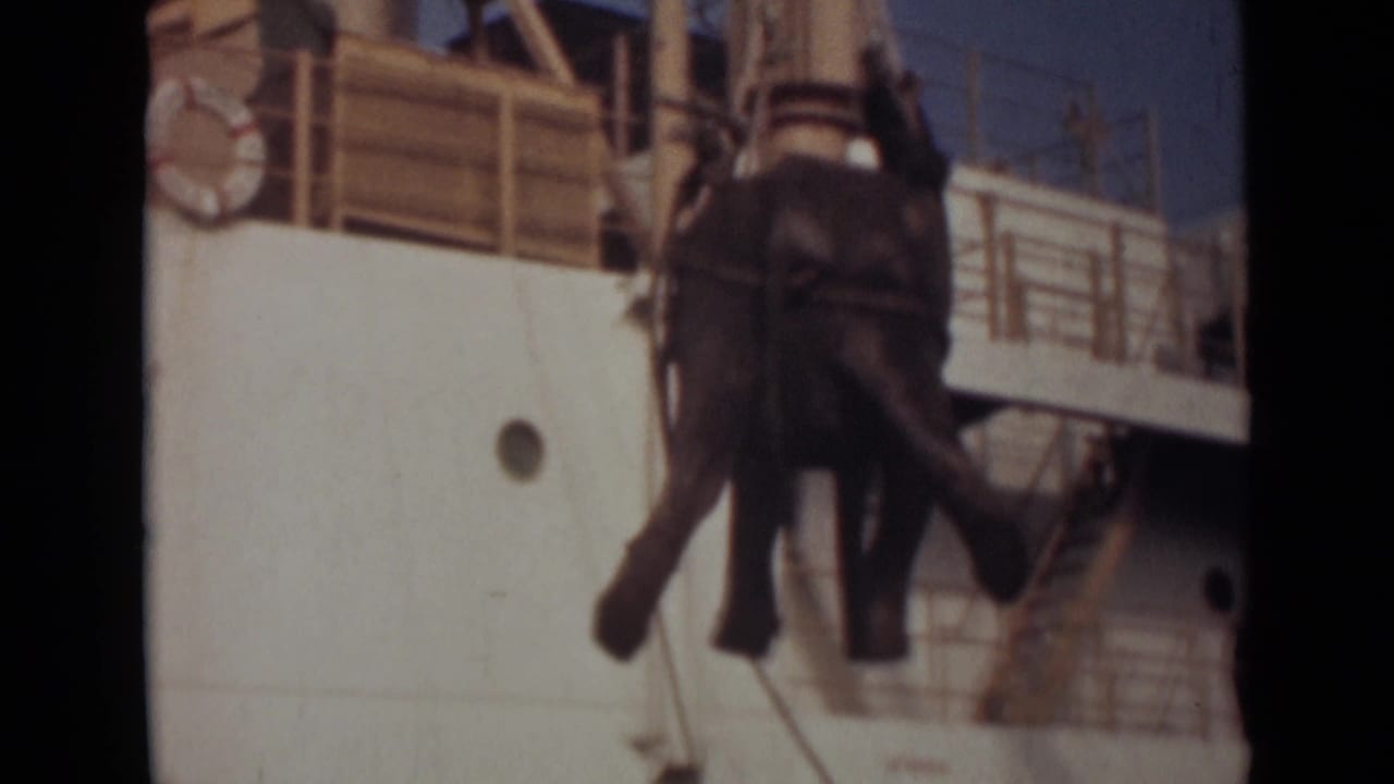 Elephant hangs in a rope sling beside a white ship hull.
