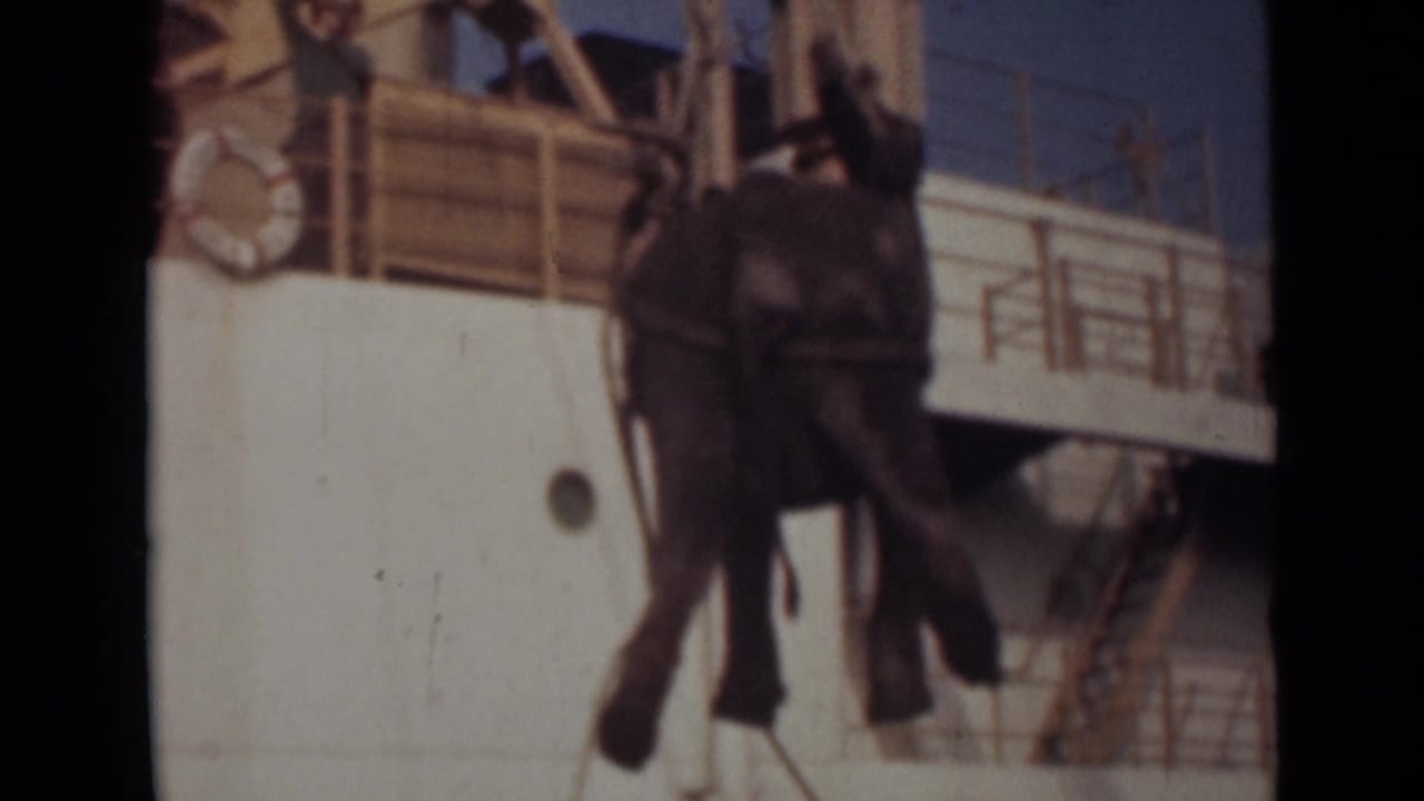 The elephant hangs mid-air against the ship's white hull as rigging lines and crew above remain visible.
