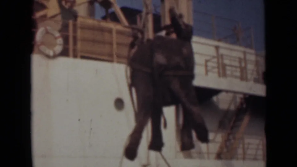 The elephant hangs mid-air against the ship's white hull as rigging lines and crew above remain visible.