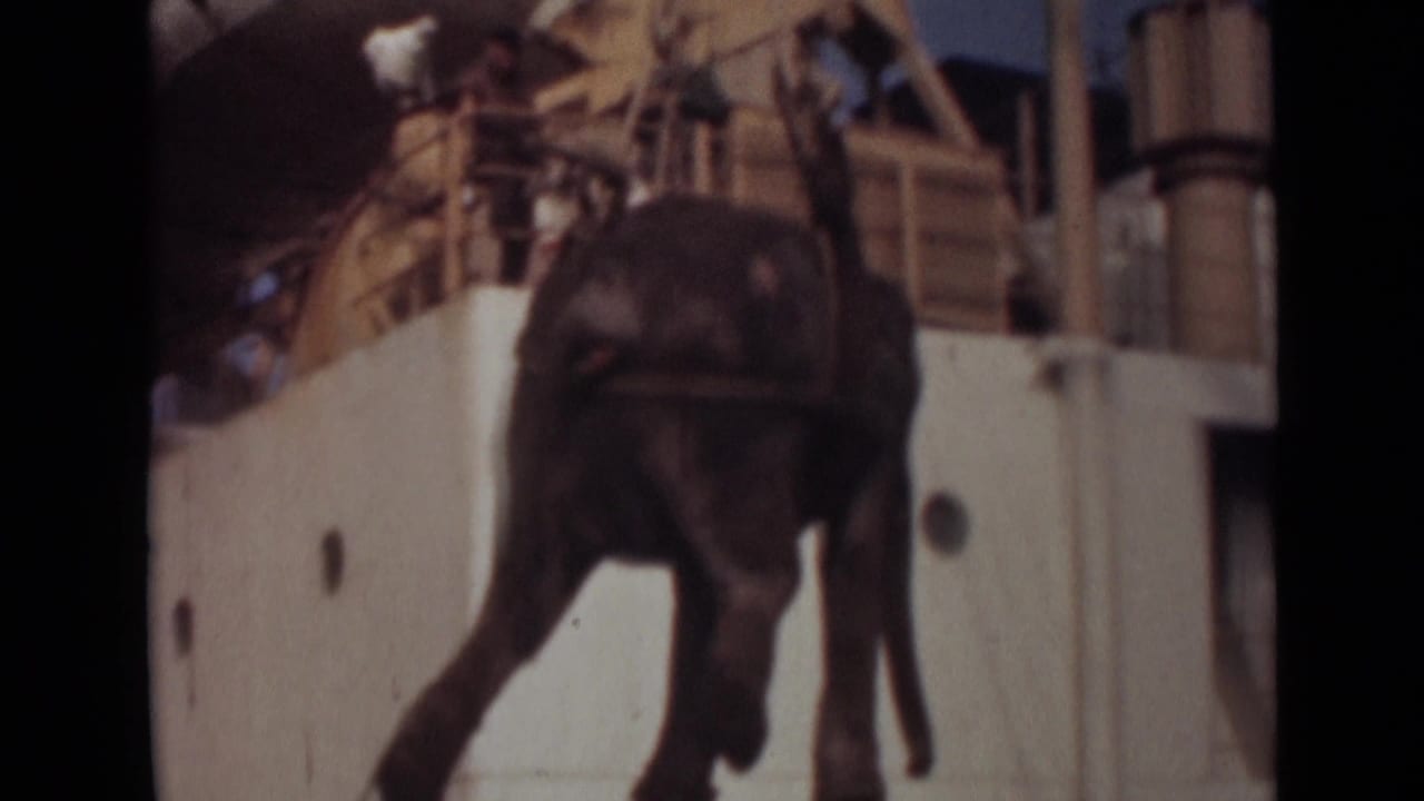A rear view shows the elephant in a harness near the ship hull, with deck structures and rigging above.