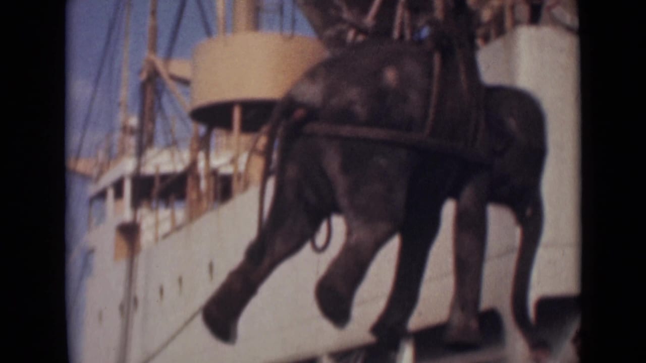 The elephant is suspended in profile beside the ship, with ropes, railings and upper-deck structures visible in sunlight.