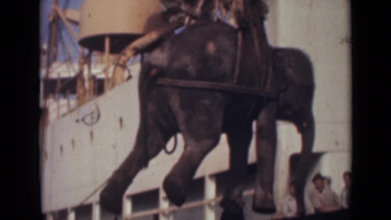 In 1946 India footage, an elephant appears suspended in a sling harness beside a white ship hull while dockside onlookers watch in bright daylight.